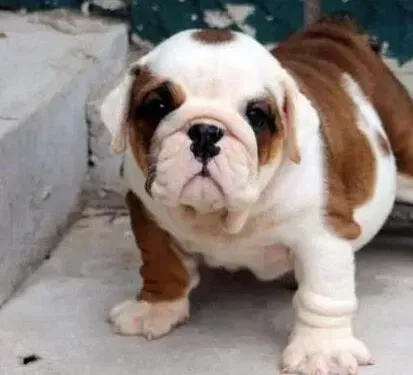 英国斗牛犬|斗牛犬现在不吃狗粮，肚子上长了好几个疙瘩怎么办