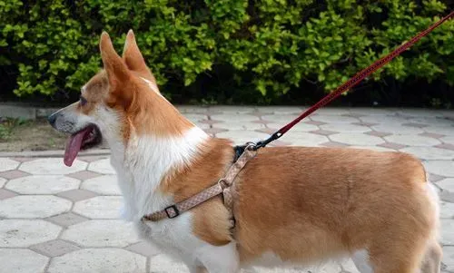 柯基犬容易生病吗 外貌特征是怎样的 | 柯基犬