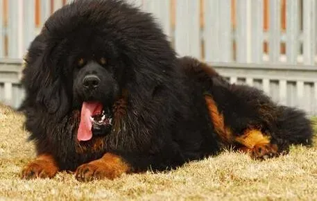 藏獒|训犬诀窍 如何建立藏獒对训练员的依恋性