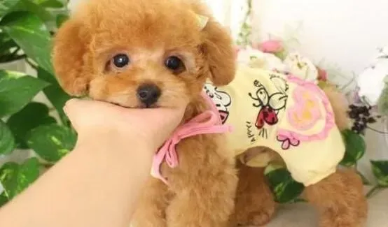 贵宾犬|训练贵宾犬要给它套上狗绳吗