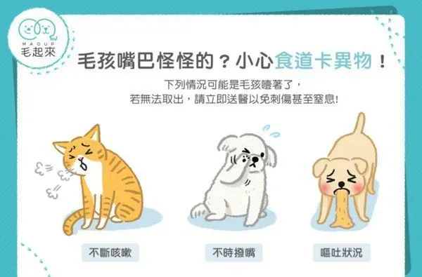 毛孩嘴巴怪怪的？可能食道卡异物要当心！ | 猫 狗