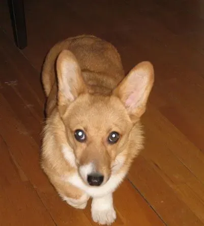 柯基犬的寿命有多长 怎样让狗狗延长寿命 | 柯基犬