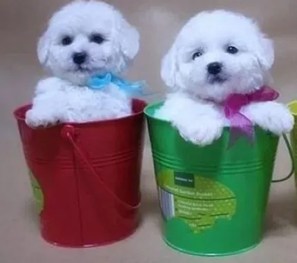 比熊犬|什么情况下不适合给比熊犬饮用牛奶