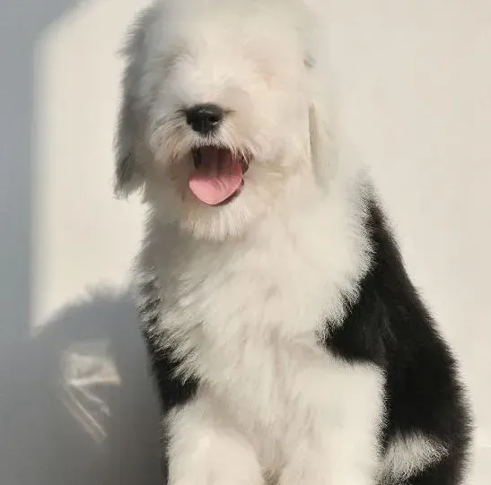 古代牧羊犬|怎样和古代牧羊犬玩益智类游戏