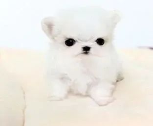 马尔济斯|如何改善马尔济斯犬的生活环境