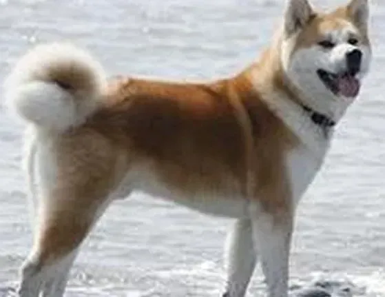 秋田犬|健康使用手册 秋田犬注射疫苗的种类有哪些