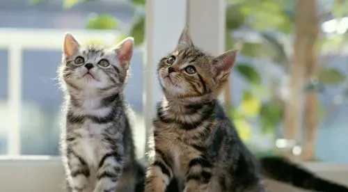 猫发出的声音 乐器般的独特声音 | 声音