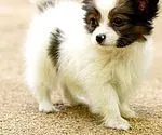 蝴蝶犬|刚满九个月的蝴蝶犬最近脾气暴躁是什么原因