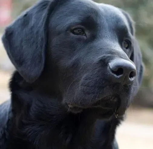 拉布拉多|了解一些关于拉布拉多犬笼内训练的知识