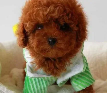 泰迪犬|泰迪犬每天吃很多但肚子总是瘪的为什么