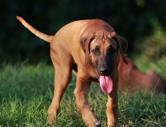 寻血猎犬起什么名字 用卡通形象取名法 | 寻血猎犬