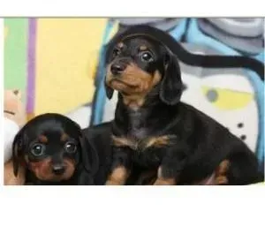 腊肠犬|腊肠犬可以吃洋葱吗?吃洋葱对狗狗身体有好处吗？