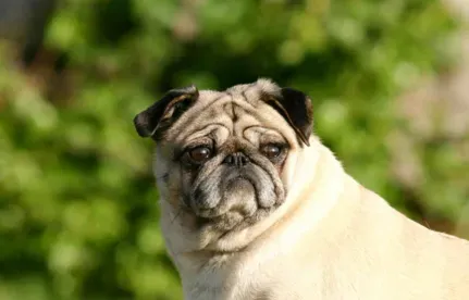 巴哥犬吃什么狗粮最好 中软型专用狗粮 | 巴哥犬