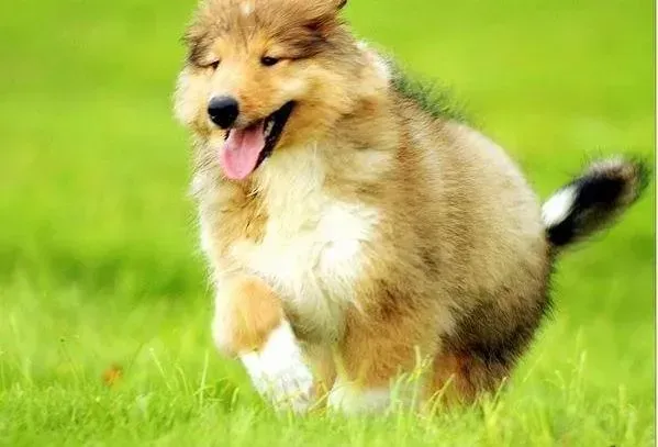 苏格兰牧羊犬|我家苏格兰牧羊犬为什么总在地上蹭屁股