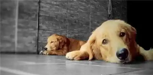 金毛寻回犬如何训练 训练金毛犬从小开始 | 金毛寻回犬