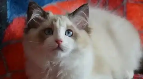 猫能吃虾吗 宠物最好少吃海鲜 | 伯曼猫