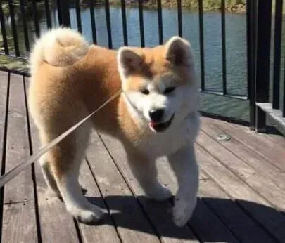 秋田犬|对秋田犬进行牵引训练的小方法