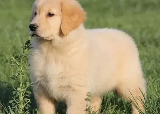 金毛|怎样给不同年龄阶段的金毛犬补充钙质
