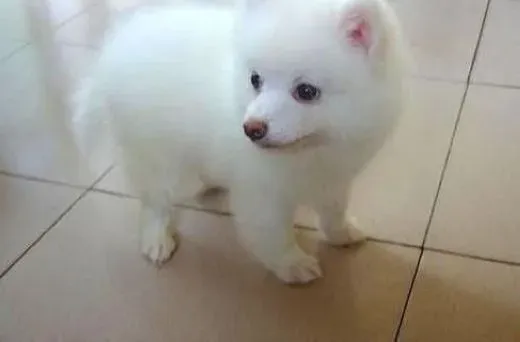 银狐犬|身体很重要 轻松看出银狐犬是否健康