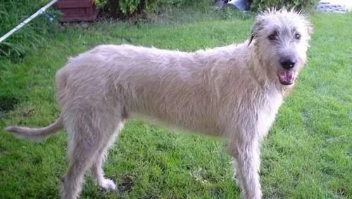 爱尔兰猎狼犬的特点 体型巨大聪明敏捷 | 爱尔兰猎狼犬