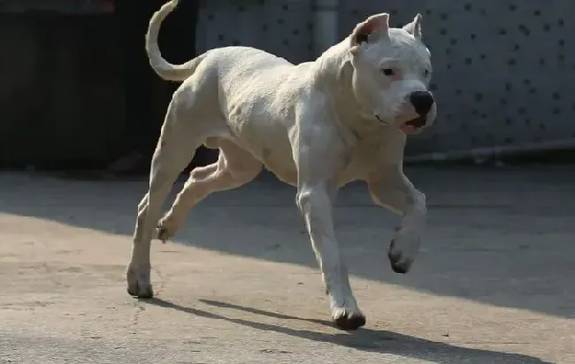 杜高犬|杜高犬屁股处有白色的虫子需要驱虫吗