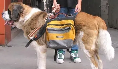 圣伯纳犬会看小孩吗 和小孩子能好好相处 | 圣伯纳犬