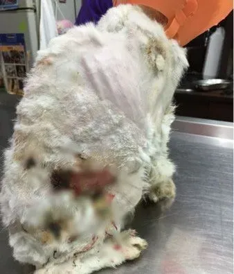 皮包骨模样像恐龙化石 救援后变身漂亮白猫 | 猫