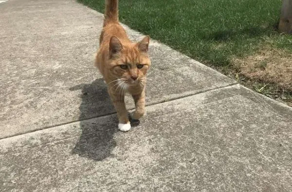 外国男子幸遇橘猫好邻居 总要蹭蹭讨摸