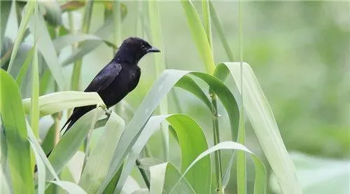 黑卷尾吃什么 黑卷尾主要从空中捕食飞虫 | 黑卷尾