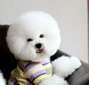 比熊犬|我家比熊犬吃狗粮不长肉没事吧