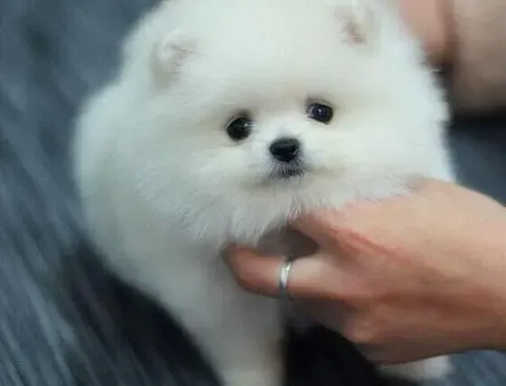 博美犬|博美犬身上有皮屑，掉毛应如何处理