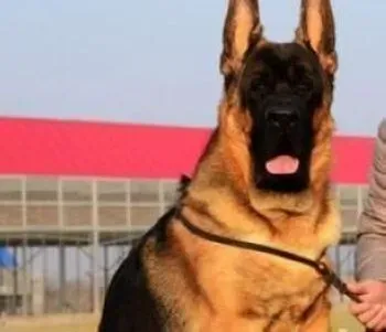 德国牧羊犬|德国牧羊犬夜晚出行必备品有哪些