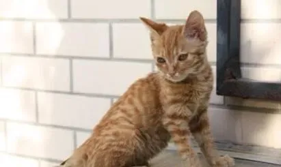 被两个月的小猫抓伤 尽早打狂犬疫苗 | 猫