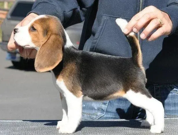 比格犬|掌握比格犬饮食的重要习惯与方式