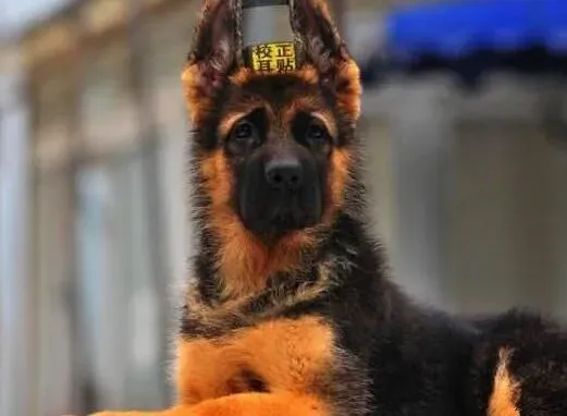 德国牧羊犬|让德国牧羊犬远离肥胖 远离危害健康的杀手