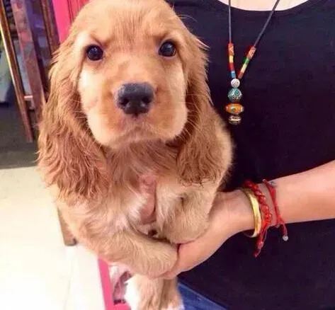可卡犬|可卡幼犬断奶后无精打采不吃东西怎么办是好