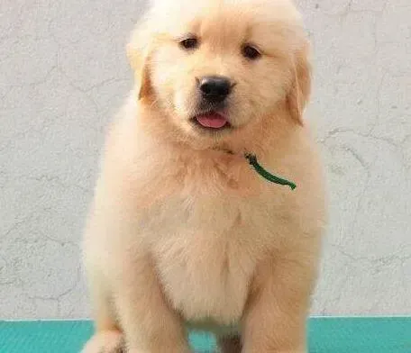 金毛|金毛犬最近不吃不喝，没精神是怎么了
