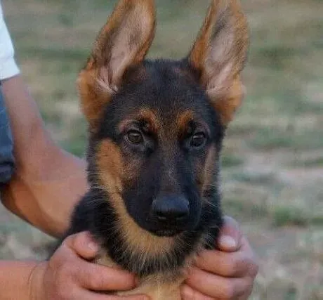 德国牧羊犬|为德国牧羊犬美容前的身躯检查