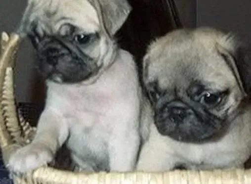 巴哥犬|我家巴哥犬身上出现很多皮屑应如何解决