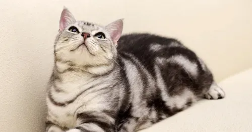幼猫吃什么奶粉 喂奶猫喝的奶不能是纯牛奶 | 奶粉