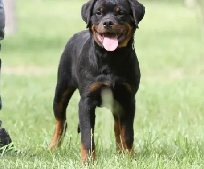 罗威纳犬|罗威纳犬在家随地大小便，求解决