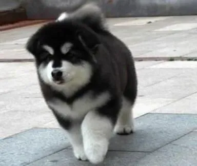 阿拉斯加犬|家有儿女时养阿拉斯加雪橇犬要注意
