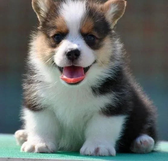 柯基犬|怎样才能喂养好妊娠期的柯基犬