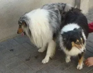 喜乐蒂|喜乐蒂犬这几天没精神，不吃东西没事吧