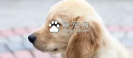 澳丽得狗粮怎么样 零食不能和狗粮拌着喂 | 狗粮