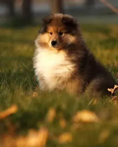 苏格兰牧羊犬|苏格兰牧羊犬又吐又拉肚子是什么毛病