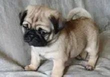 巴哥犬|巴哥犬在吃东西时有哪些生活习惯
