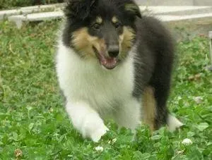 苏格兰牧羊犬|求救 怎么制止苏格兰牧羊犬随地大小便的行为
