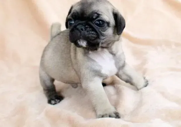 巴哥犬|巴哥犬这两天一吃狗粮就会呕吐是怎么回事