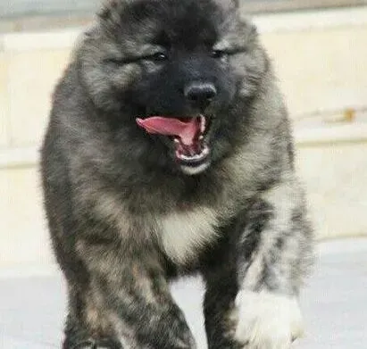 高加索犬|高加索犬的免疫效果不佳是怎么回事